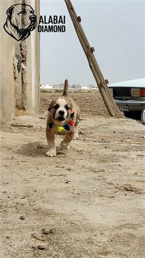 the beautiful puppy alabai 😍💪🏼 #alabai #alabailife #bigdogs