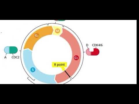 Molecular Machinery of Cell cycle