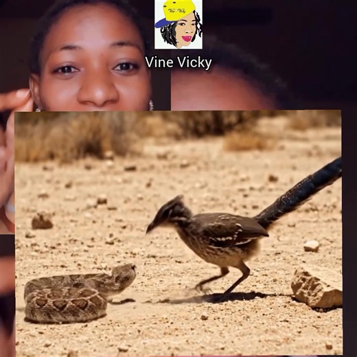 Snake and bird 🐦 fight | Vine Vicky