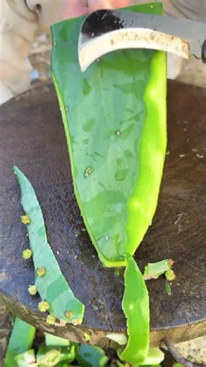 MS131313 mini rotary tillage and ridging all-in one tree 🌲 short view#subscribe