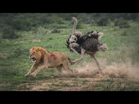 Cet oiseau peut tuer un lion : découvrez l'autruche !