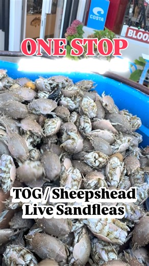 42 reactions | #tog #blackfish sand fleas / GreenCrabs hot and heavy...