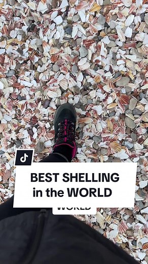 Do you love collecting shells well today I’m taking you to the best place to sell in the whole world. In my opinion I have been collecting seashells from around the world and over 109 countries for the last 43 years and today I was absolutely amazed. ##bestshelling##shelling##portenbessen##france##shells##seashells##bestinworld##bestintheworld##dunejewelry@@Dune Jewelry