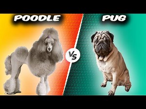 Poodle VS Pug-Comparison