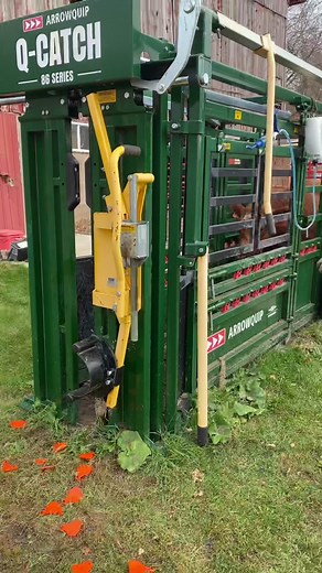 Working with Cattle Chutes: Tips and Techniques