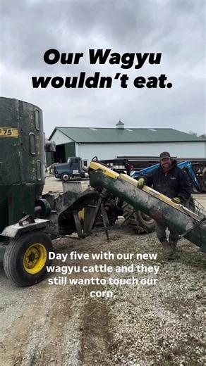 New cattle. New environment. When something isn’t working, you don’t force it, you adjust. Recreating the ration they’re familiar with and giving them time to settle in.