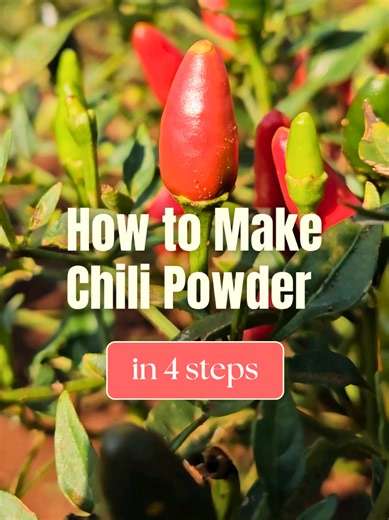 Once you make chili powder from scratch, you'll never buy it again 🌶️🔥 Learn how to make your own homemade chili powder with simple ingredients and big flavor! Add in salt, coriander, and other spices to make it your own! ✨ #homecooking #cookingtips #seasoning #chilipowder