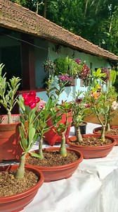 57K views · 1.2K reactions | Unboxing live adenium plants Found Online Nursery @___plantgoon__ deliver across India Please comment if you need any information For more enquiry and parchase WhatsApp catalogue : 8547669938 Thank you @___plantgoon__ for giving me such beautiful Adenium plants. . . . . #adenium #gardeninspiration #gardeninglife #gardentips | ചെടി വീട് | Facebook