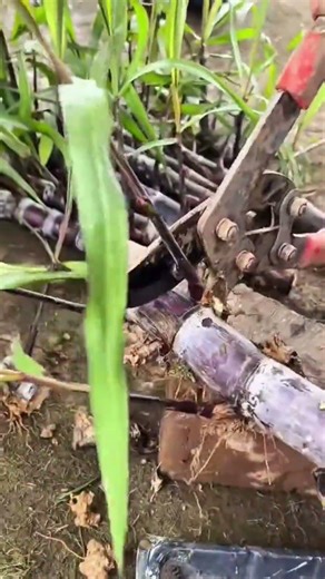 Cutting purple sugarcane stalks into smaller pieces using a heavy duty manual lever cutter machine