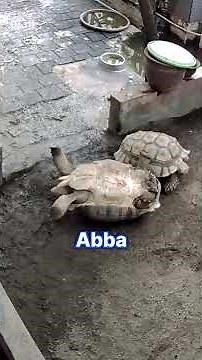 Tortoise rescues friend who was stuck on his shell