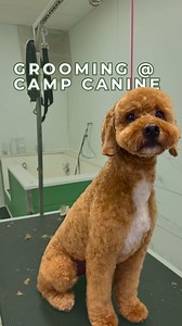 Believe it or not Jeff is not a paid actor 👏 Hearing our customers and their pups are comfortable and trust our team is worth more than anything to us! To book a grooming spot at either of our locations give us a call! Not captured, Alexis crying behind the camera listening to this🥲 #doggroomer #torontodoggroomer #customerlove #doglove #campcanine | Camp Canine