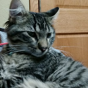 ChocolateVertigo - Twitch