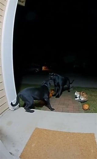 #dogshorts #birds #cat #leopard