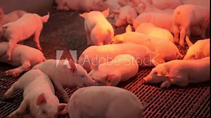 Pink Baby Pigs. Pig farm. Little piglets are sleeping. Sleeping piglets on a pig farm. Huge pig feeding little piglets on a farm.
