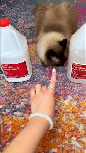 Letting MY CAT MAKE SLIME! 🙀😨