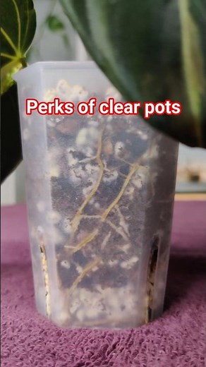Clear plant pots make things so much easier #clearpot
