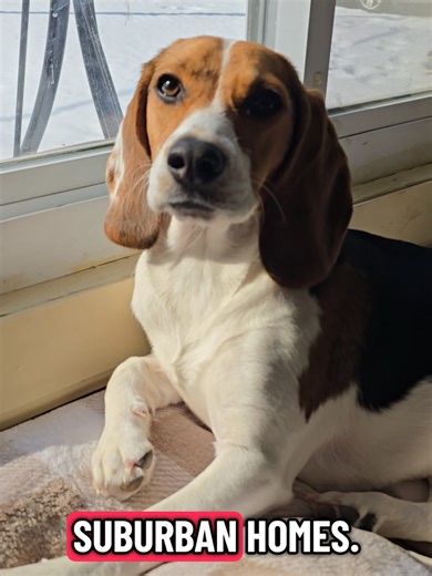 Cuteness Overload: Snoring Beagle Puppy