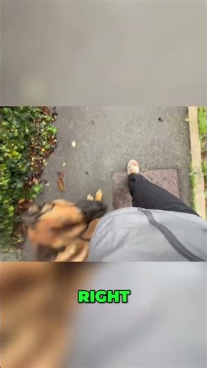 Dog Training: Mastering Walk, Heel, and Left Commands #shorts