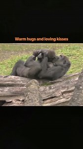 30K views · 2K reactions | A compilation of warm hugs and kisses from gorillas to gorillas.#gorilla #silverback #fpy #foryou #gorillas #silverbackgorilla #babygorilla #animals #zoo #happygorillafamily | Dilaraa.s | Facebook