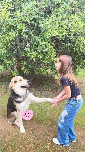 Kids Train Dog Sit And Paw