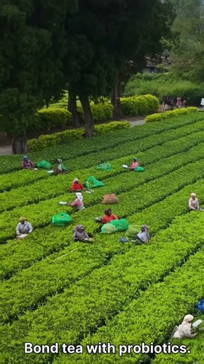 Biotechnology food companies in India‪@Biosniff.Biotech‬