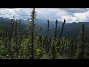 Black Spruce in Alaska's National Parks