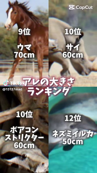 動物の大きさランキングと映像
