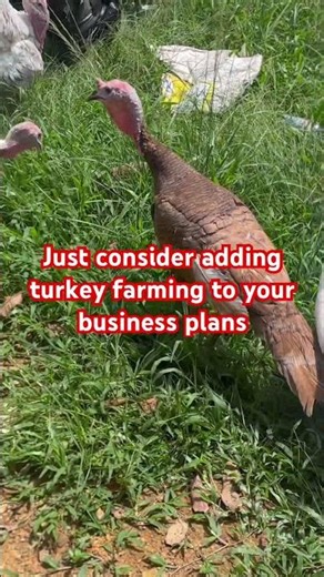 Turkey Farming Should Be Part Of Everyone’s Plans #turkeyfarming