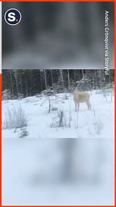 Rare sighting of a majestic white moose! | storyful
