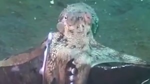 This octopus has found a new home in a coconut! 🐙 | Daily Mail Video