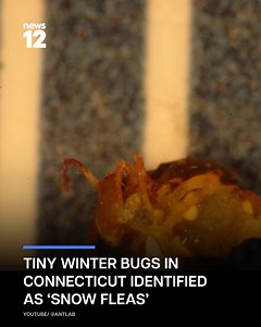 TINY JUMPERS: Those tiny jumping bugs in the snow are harmless insects called snow fleas, or springtails, which help condition soil. Gale Ridge of the Connecticut Agricultural Experiment Station says they use a forked appendage under their bodies to spring several inches into the air, can tolerate extreme cold and have existed since before the dinosaurs. READ MORE: https://bit.ly/3ZhapLQ | News 12 Connecticut