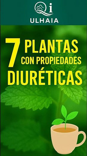 7 plantas con PROPIEDADES DIURÉTICAS #medicinachina #ulhaiaqi