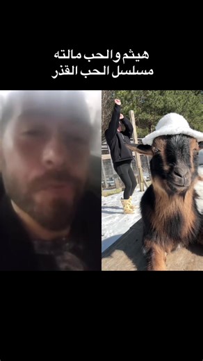 #duet with @Shelbi Hahn #greenscreen #goat | The Liar And His Lover