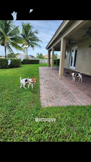 This Modern Mansion on Instagram: "This Modern Mansion season 3 has officially begun. @setpuppy inspected every inch of the Haunted house with Mommy @corychase2.0 The destruction of the interior will begin shortly!"
