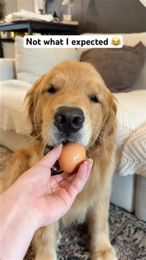 I gave my dog an egg…
