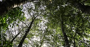 birch trees in early September during the process of yellowing and leaf fall, tall birches in sunny weather in early autumn