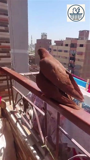 الحمام رجع البلكونة بعد الطيران… شوفوا بيعمل إيه! 🕊️Pigeons Flying and Returning to the Balcony 🕊️