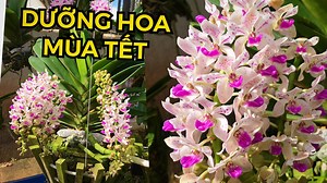 6.4K views · 111 reactions | MÙA TẾT: "MUA LAN TRÊN MẠNG, DƯỠNG HOA...