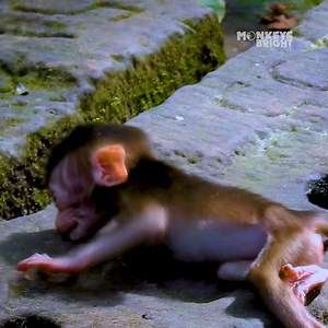 199K views · 1.4K reactions | Cry.. Cry tantrum.. Trillion pity baby monkey Brady crying emotional, Why mum abandoned Brady like this? | 古风好剧 | Facebook