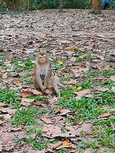 7.4K views · 97 reactions | What Happen next when Mom Luna train Him !001 #naturalbehavior #monkey #wildlife #lynx | Adorable Baby Primate | Facebook