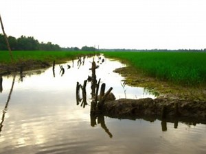 Kuttanad Farming: Kerala's Age-Old Below Sea-Level Cultivation Method Threatened By Floods