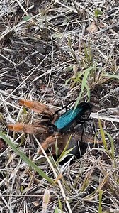 A spider-hunting wasp successfully hunting a baboon spider and dragging it down into the spiders own burrow to later be consumed by its offspring. An incredible fight, with quite a horrific ending for the spider. The wasp paralysed the spider with her venom but it is kept it alive, to keep the spider fresh for the wasp larvae to feed on once they have hatched! 🎥 Angela Riley #gottalovesa #spider #WildlifeBehavior #WildlifeMoments | GottaLoveSA