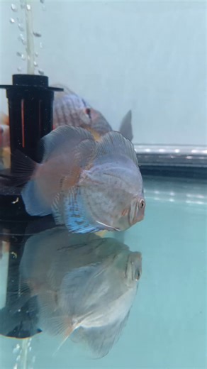 Bio Amazonia - Discus on Reels