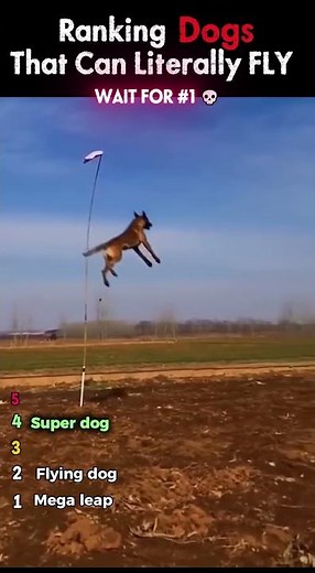 Ranking Dog Jumps That Should Be Impossible 😳🐕