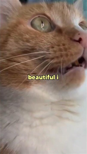 Cat LOCKED IN