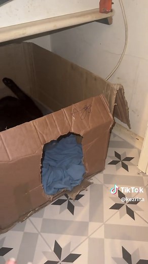 Cat Birth Journey: Part 1 – Experience the Miracle