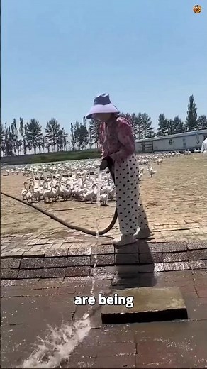 China's Genius Duck Ponds 🦆🤯