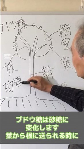 ブドウ糖はどうなる？