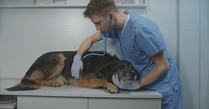 What to know about zinc poisoning in dogs | Pet Project