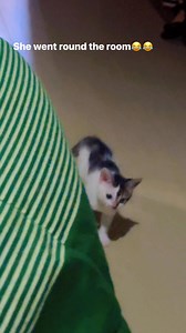 So my kitten surveyed the entire room and walked back to me. Hello from Koko 👋 #catlovers #fyp #kitten #Koko | Patience Amas Amos-Moses